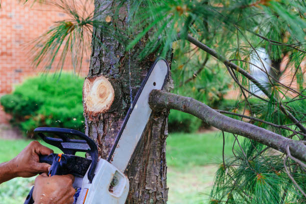 Why Choose Our Tree Removal Services in Fairbanks, AK?